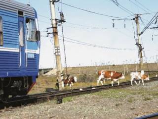 369 голов домашнего скота попало под колеса поездов в Казахстане