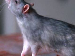 Крысы атаковали центральный район Усть-Каменогорска