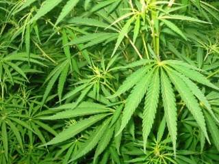 В Чуйской долине у мужчины изъято более тонны марихуаны