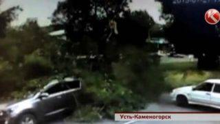 Мужчина с ребёнком чудом спаслись от падающего дерева в Усть-Каменогорске