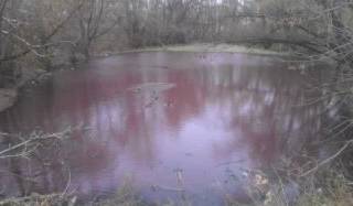 Водоём, расположенный в центре Усть-Каменогорска, окрасился в кровавый цвет