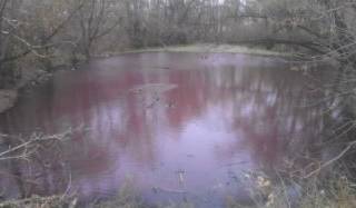 Экологи раскрыли феномен «красного болота» в Усть-Каменогорске