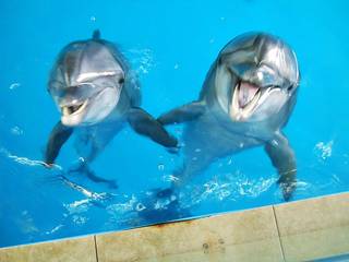 В Алматы лечить детей будут с помощью дельфинов