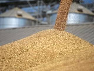 Из госресурсов в ВКО похищены 17 тысяч тонн зерна, дело направлено в суд