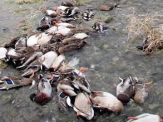Сливали отходы: сотни мертвых диких уток обнаружили в ВКО