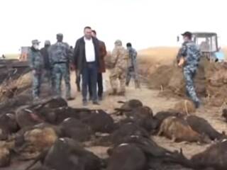 700 овец заживо сгорели в пожаре в Кызылординской области