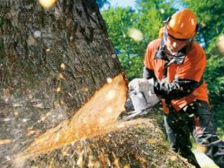 110 деревьев собираются вырубить по ул. Карбышева в Усть-Каменогорске