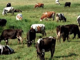 Переохлаждение назвали причиной падежа скота в Зайсанском районе ВКО