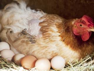 В Казахстане продолжает снижаться производство яиц
