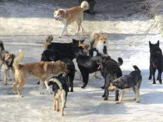 В Атырауской области школьница оказалась в реанимации после нападения бродячих собак