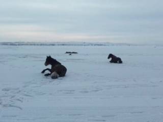 Провалившихся под лед лошадей спасли в ВКО