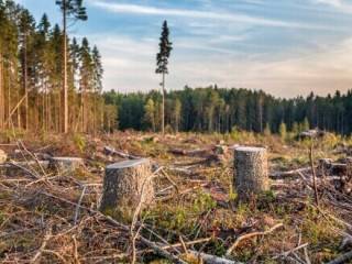 фото Свыше 65 млн тенге нанесли ущерб государству защитники леса в ВКО