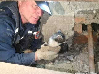 Спасатели достали котят из бетонной шахты и трубы вентиляции