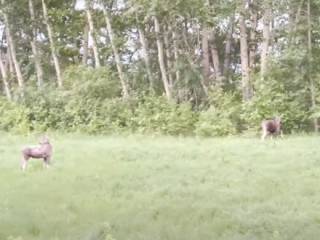 Двух лосей-подростков заметили неподалеку от Усть-Каменогорска