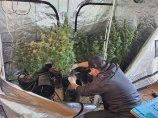 фото Плантацию марихуаны выращивал мужчина в своей квартире в Усть-Каменогорске