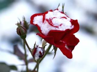 Розы среди зимы высадили на улицах Шымкента