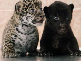 В зоопарке Алматы у ягуаров родились двойняшки