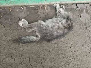 Котёнку отрезали голову в Костанайской области