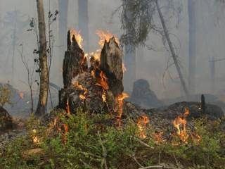 11 дней тушили пожар в Абайской области