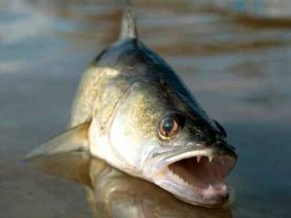 Рыбака из ВКО осудили за вылов центнера рыбы