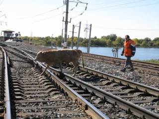 Бродячий скот по-прежнему остается одной из главных проблем на железнодорожных путях Казахстана