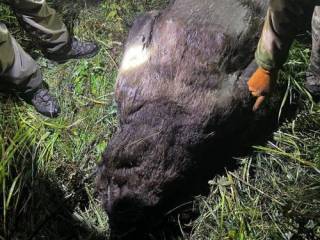 Житель Усть-Каменогорска убил медведя