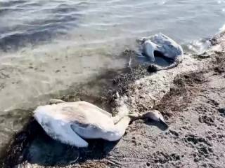 Около 900 погибших лебедей найдено в Мангистау