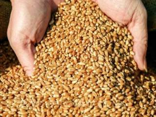 «Зерновая ситуация» в Казахстане способствует росту цен на зерно в России