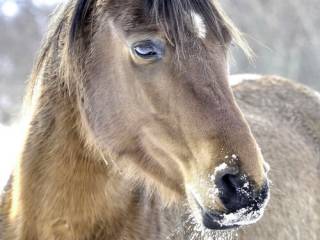 Массовая гибель лошадей в ряде регионов Казахстана. Кто виноват и что делать?