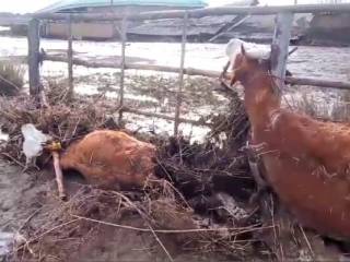 Как будет оцениваться гибель скота при паводке?