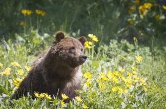 Голодные дикие медведи громят пасеки в ВКО