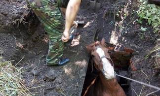 В Усть-Каменогорске спасатели СПЧ-3 вытащили лошадь, которая провалилась под землю