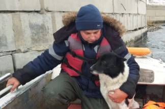 Собаку, застрявшую на острове, спасли в Усть-Каменогорске