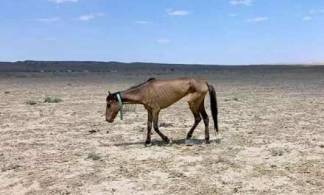1100 лошадей погибли от голода и засухи в Мангистауской области