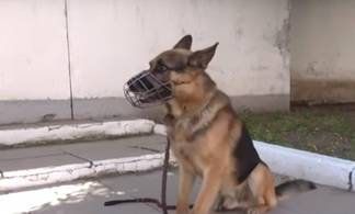 В Усть-Каменогорске боевой пес Сэм задержал особо опасного преступника