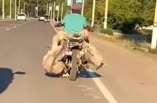 Житель ВКО ехал по дороге с привязанными к себе и мотоциклу баранами