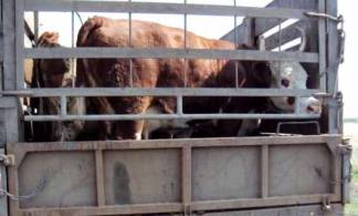 Опасные болезни завезли в Казахстан вместе со скотом