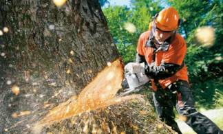 110 деревьев собираются вырубить по ул. Карбышева в Усть-Каменогорске