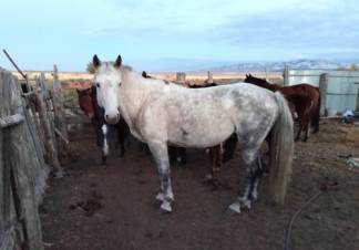 25 похищенных лошадей вернули владельцу полицейские ВКО