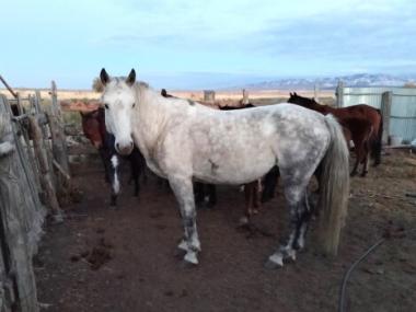 25 похищенных лошадей вернули владельцу полицейские ВКО