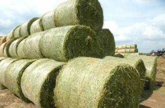 В Казахстане из-за высоких цен на сено сельчане вырезают скот