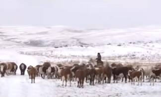 Дерзкие угонщики скота держат в страхе сельчан Восточного Казахстана