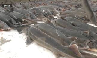 Причиной массовой гибели рыбы в Урале стал хлор – выводы экологов