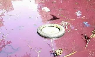 В Усть-Каменогорске болото окрасилось в розовый цвет