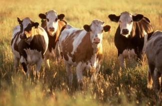 В ЗКО четыре брата за семь лет украли скот на 1 млн долларов