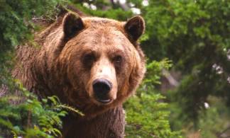 Медведь разоряет окрестности Серебрянска в Восточном Казахстане