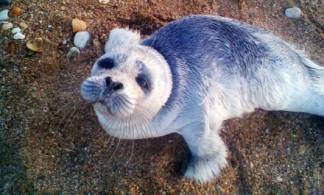 Ненормальное поведение: каспийские тюлени нападают на людей