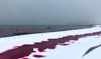 Экологи рассказали, почему Каспий окрасился в красный цвет