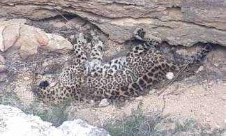 Редчайший краснокнижный леопард погиб в Мангистауской области