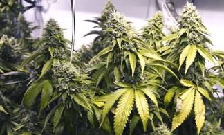 114 килограмм марихуаны изъяли из незаконного оборота сотрудники КНБ РК по ВКО